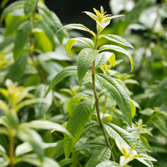 close-up of aromatic lemon verbena,scented herb for aromatic tea - 91495822