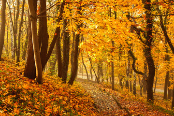 Autumn season colorful trees in park