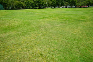 Fototapeta premium 草原