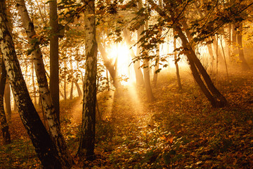 Mystical sun rays between trees