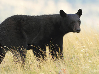 American Black Bear in a Meadow - Waterton Lakes National Park,