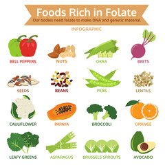 foods rich in folate, vegetable and fruit icon vector illustrati