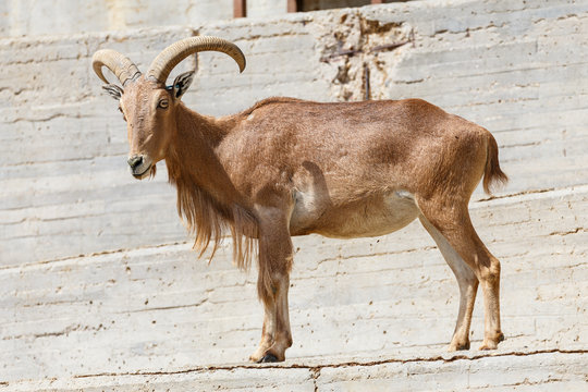Arrui