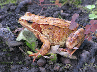 Common toad sitting on ground in garden.