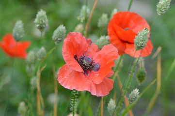 A fading Flanders poppy flower (Papaver rhoeas) with other poppies and seeding canary grass (Phalaris canariensis)