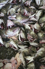 Stockfisch auf den Lofoten