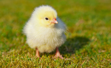 Obraz premium Cute little chick outside on green meadow