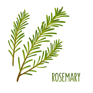 Rosemary sprig