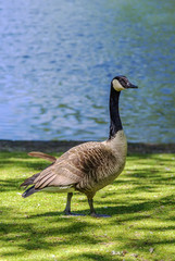 Canada goose