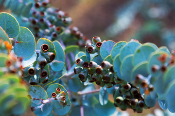  Closeup of   Eucalyptus krueseana plant