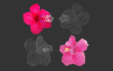 Hibiscus rosa sinensis in geometric polygon style vector in black background