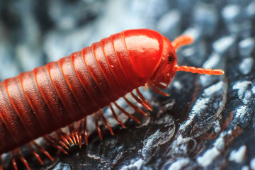 millipede 