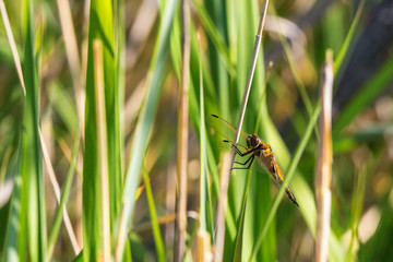 Dragonfly on a grass straw
