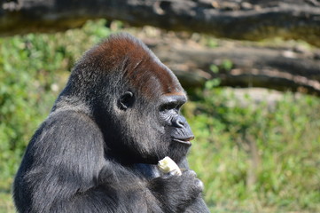 gorille