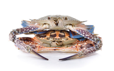 crab on white background