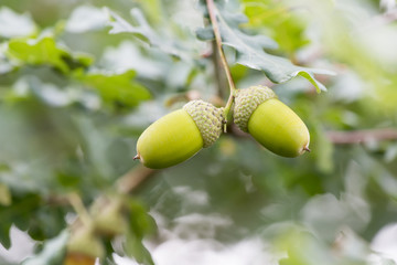 Closeup green acorns in the tree.