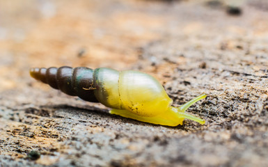 Snails Macro