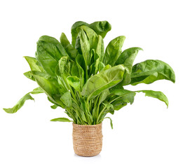 Naklejka premium spinach in the basket on white background