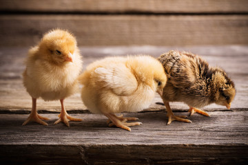 little yellow kid chick standing on wooden background