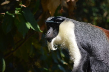 Obraz premium tamarin empereur