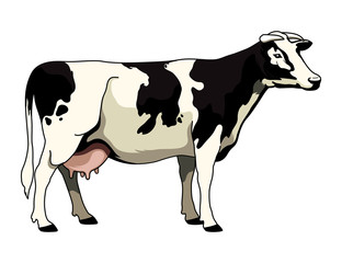 Holstein Cow