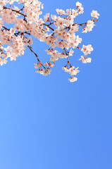 桜と青色 © matubu