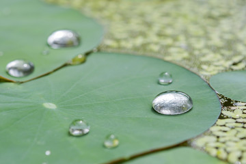 closed up water drop on green lotus  leaf