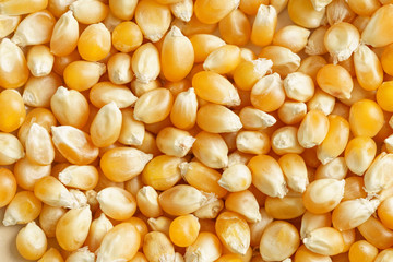 Corn seeds