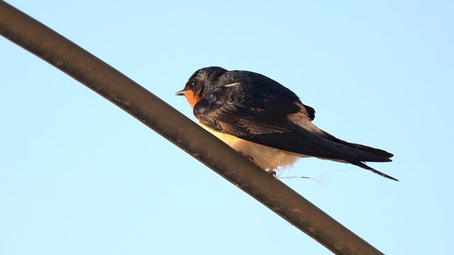 house swallow bird. 4k UHD stock footage