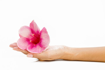 Woman hand with pink flower on white background