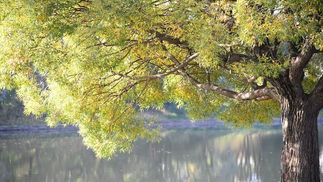 willow tree near the water in  summer
