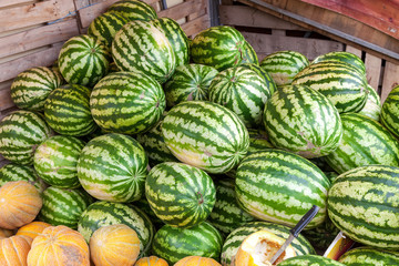 Fresh watermelons for sale at the local farmers market
