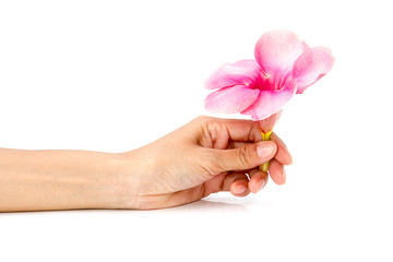 woman hand with pink flower on white background