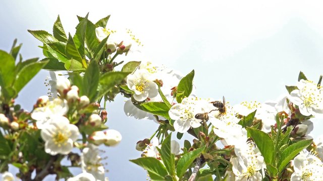 4K Bee flowering cherry in spring on a sunny day, closeup. UHD stock video