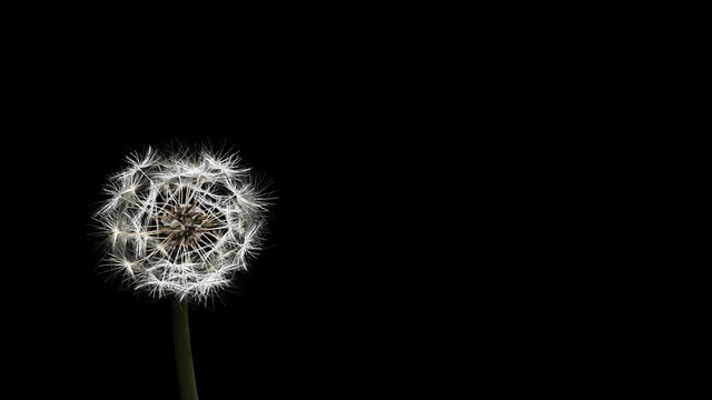 4K Dandelion blowing animation, slow motion with ALPHA MATTE at the second half of the footage. UHD stock video