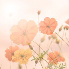 Blur and soft Yellow cosmos flower background with warming filter