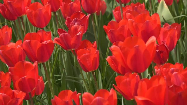 4K tulip garden, UHD stock video