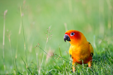 Sun Conure parrot bird on grass field