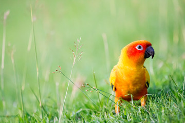 Sun Conure parrot bird on grass field