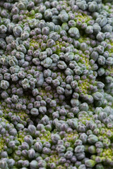 green broccoli organic vegetable, close up image