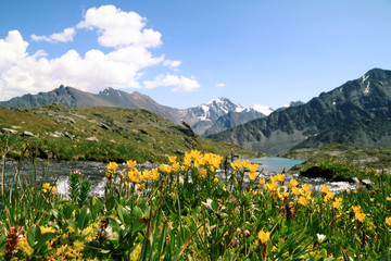 Yellow tulips on a background of mountains