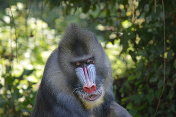 mandrill