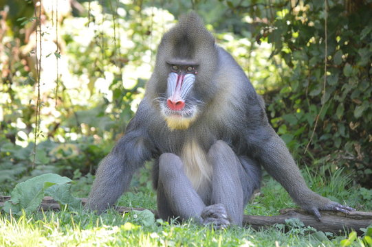 mandrill