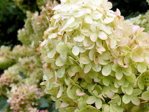 Hortensie (hydrangea)