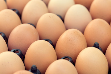 fresh organic eggs from chicken farm agriculture for sale