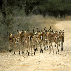 Gruppo di impala (Aepyceros melampus) del kruger national park in Sud Africa
