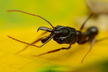 Black ant