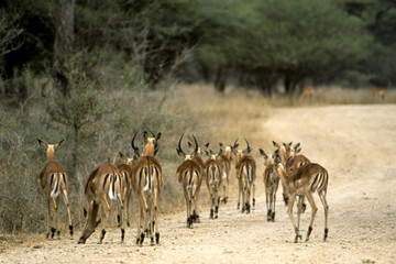 Gruppo di impala (Aepyceros melampus) del kruger national park in Sud Africa
