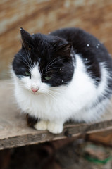 Naklejka na ściany i meble Fluffy black and white cat. Close-up