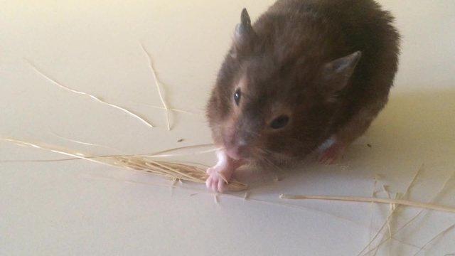 hamster eating wheat spike on white surface